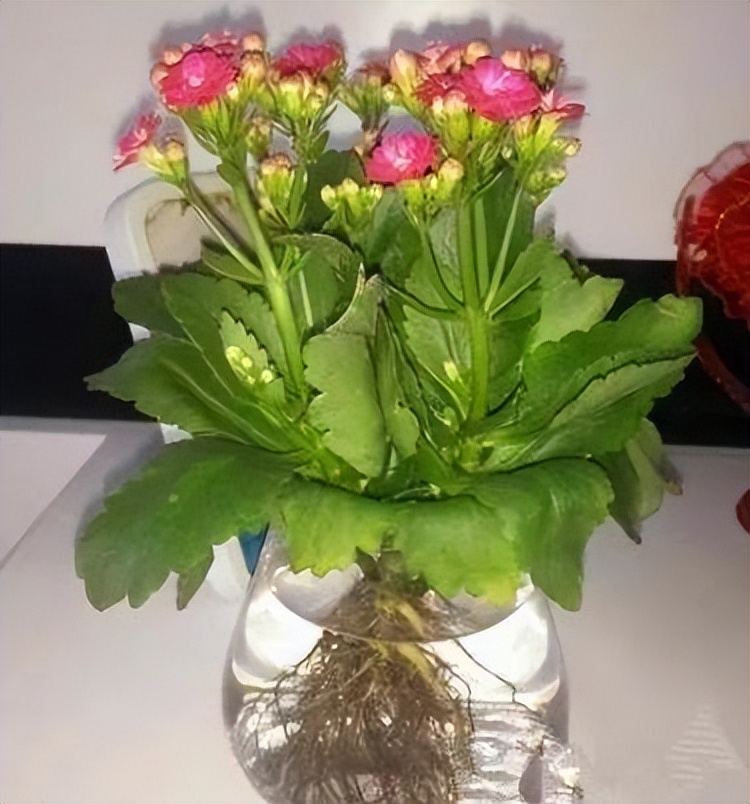 水培植物去甲醛有哪些好养,卧室水培用什么水养比较好