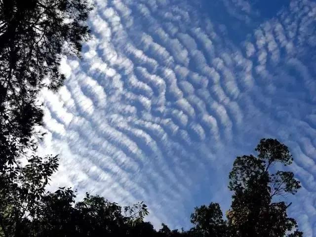 天上鲤鱼斑，明天晒谷不用翻是什么意思呢？