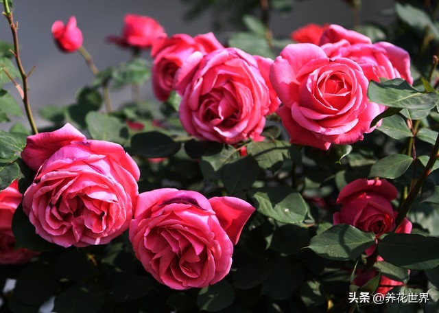 适合家里院子里种植的植物,有院子的地方种哪些植物比较好