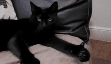 养猫养黑猫好还是白猫好,想养猫的人千万不要养黑猫