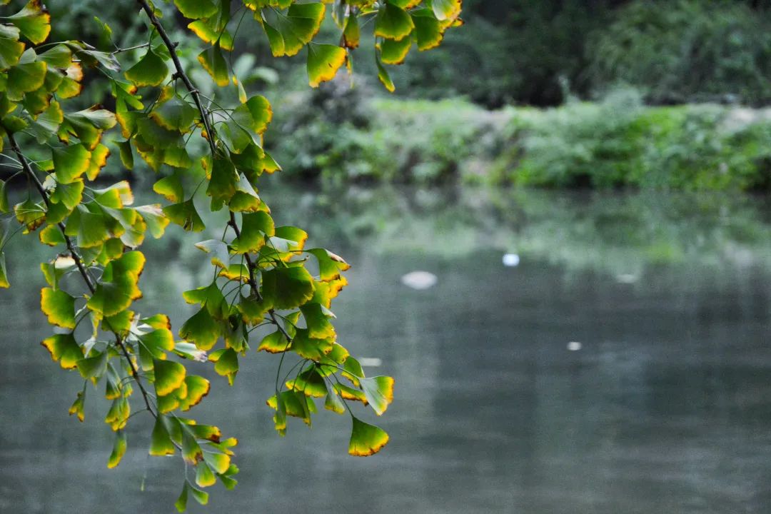 今日秋分丨秋实春华，草堂浮生