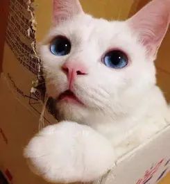 白猫耳聋是一点都听不见吗,怎么分辨白猫是不是耳聋