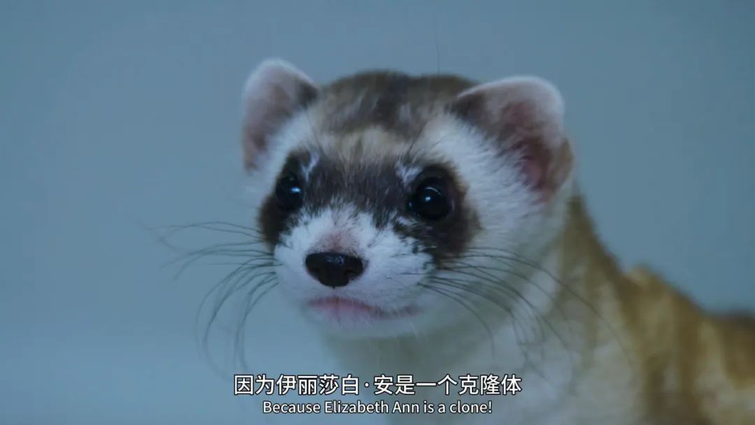 原来它们也有“性丑闻”,这片看完让我大开眼界