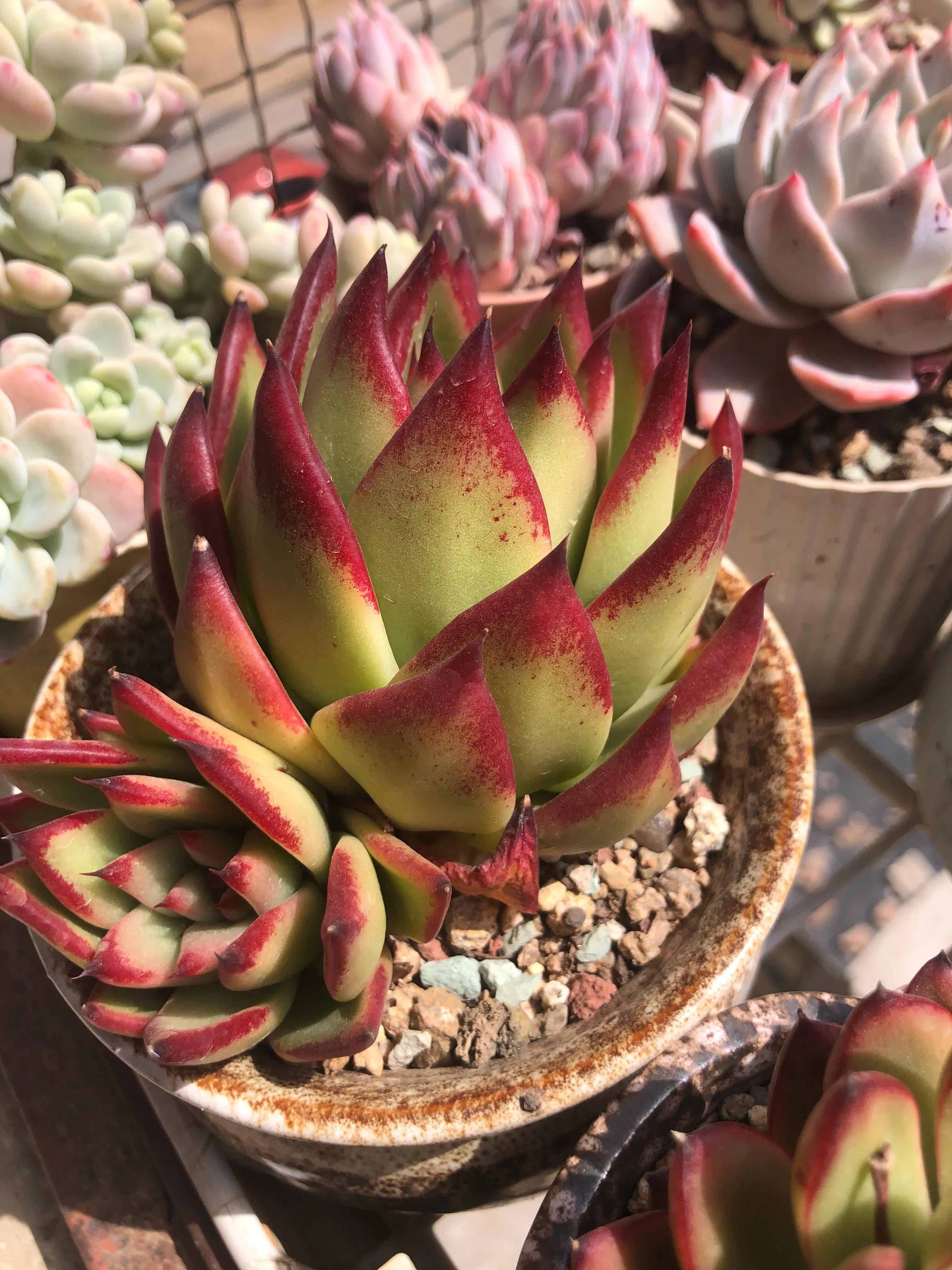 口红给你带来的魅力,口红的魅力无限