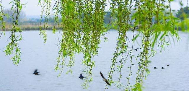 折柳寄情来自哪首古诗词,折柳寄深情