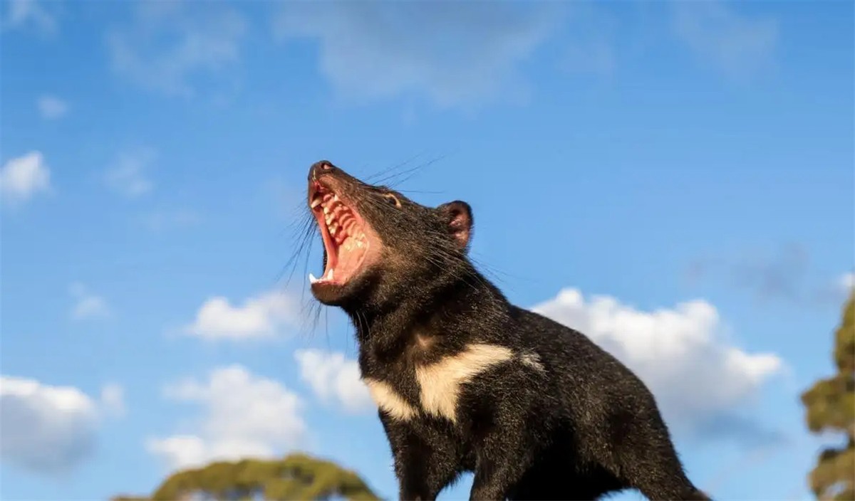 外表可爱却很凶残的动物大熊猫,大熊猫凶残的一面是什么样的