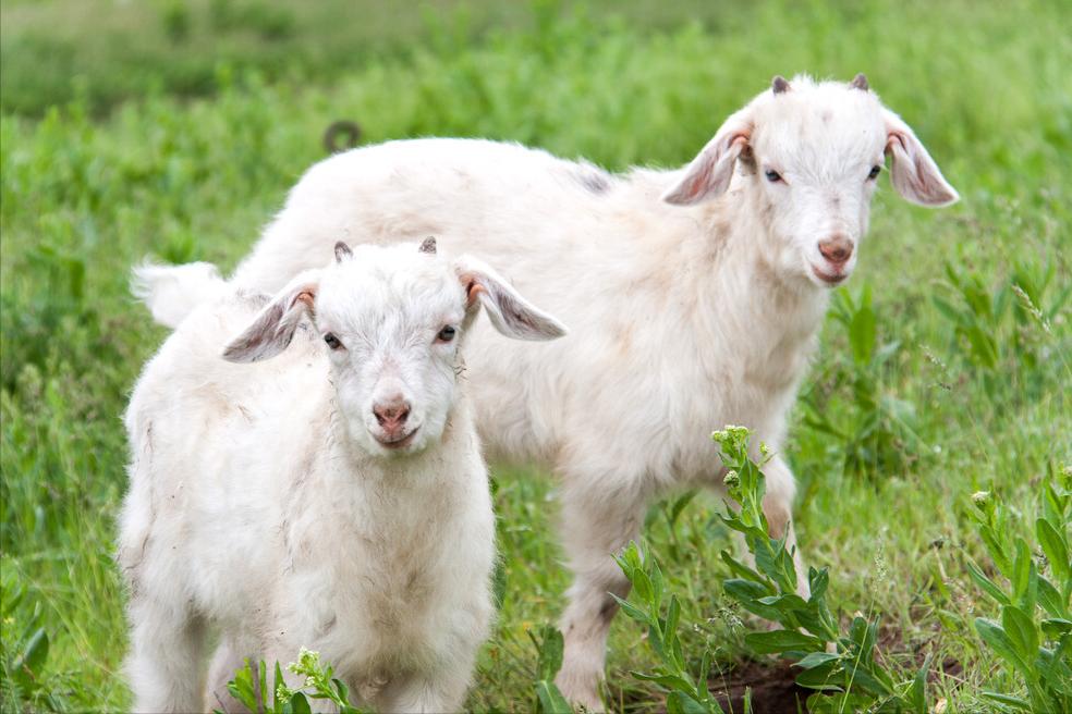 羊羔站不起来腿软是怎么回事,羊羔站不起来怎么办