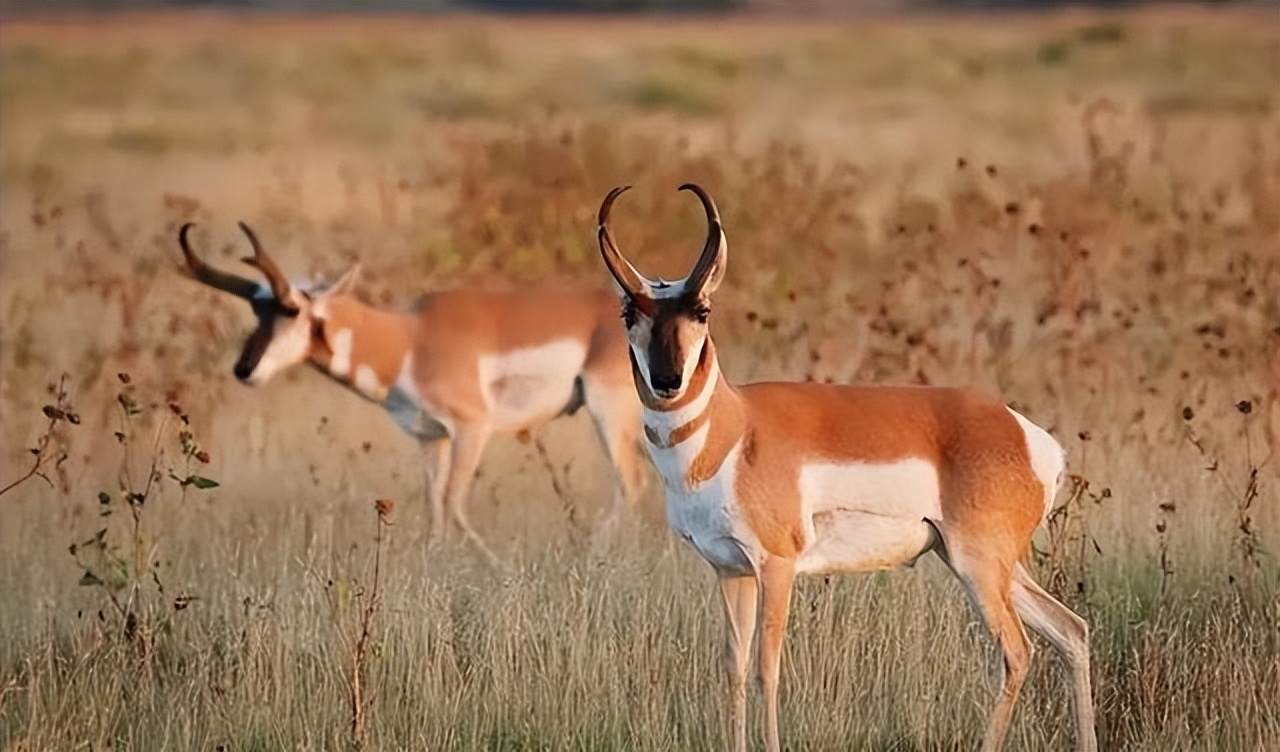 动物界的短跑冠军前10名,动物界中跑得最快的是谁