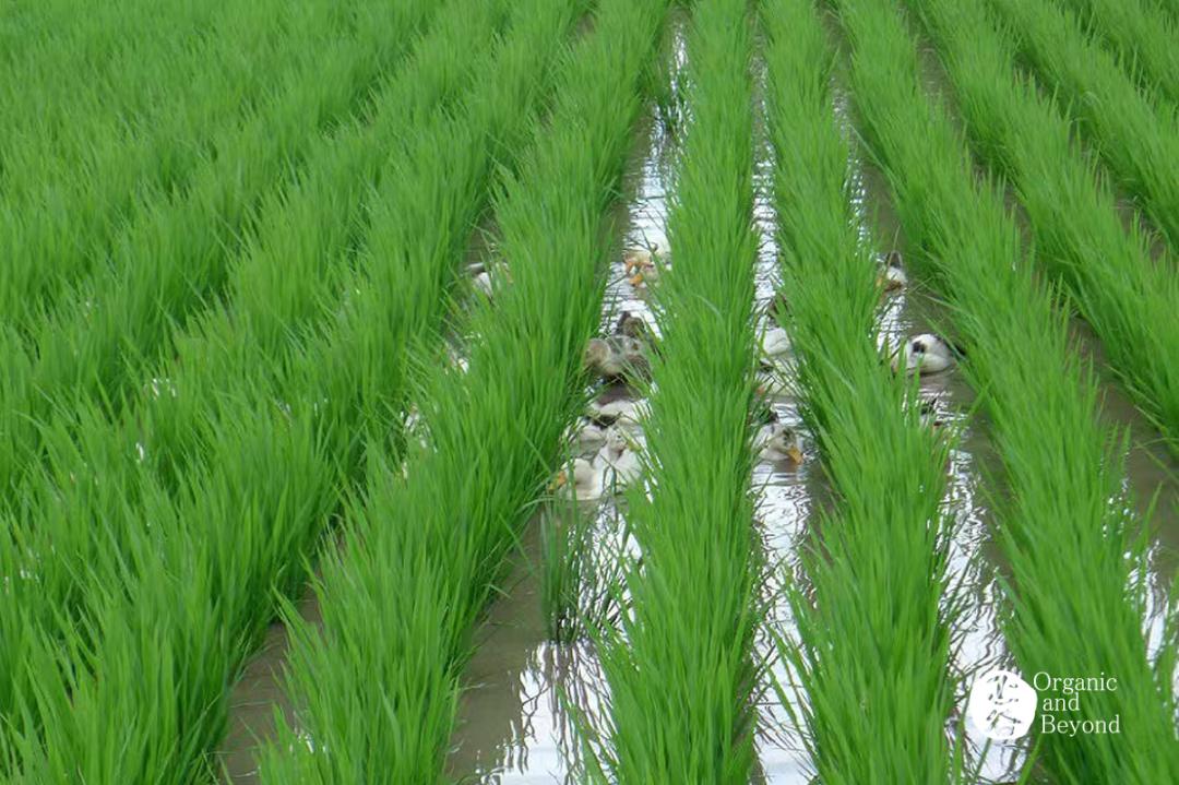 丰收年五常稻花香2号,稻花香的丰收年