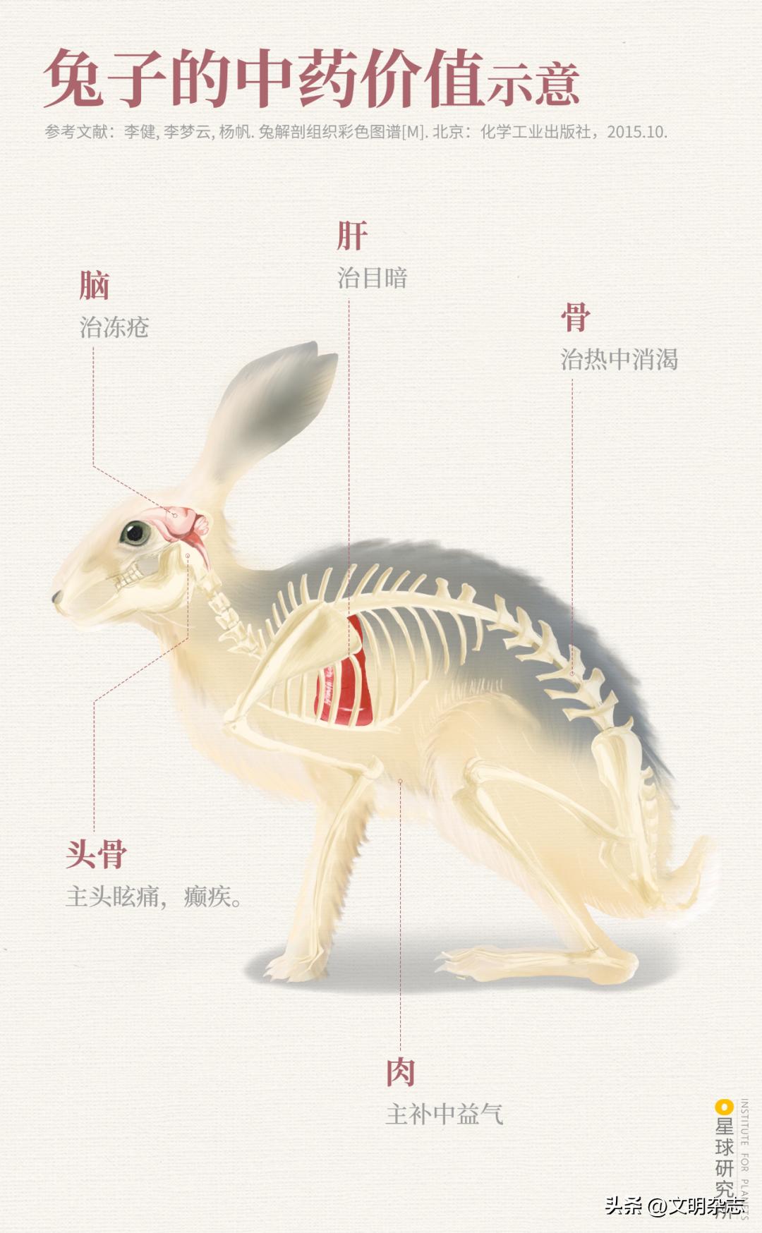 兔子来阳台,兔子来到新家