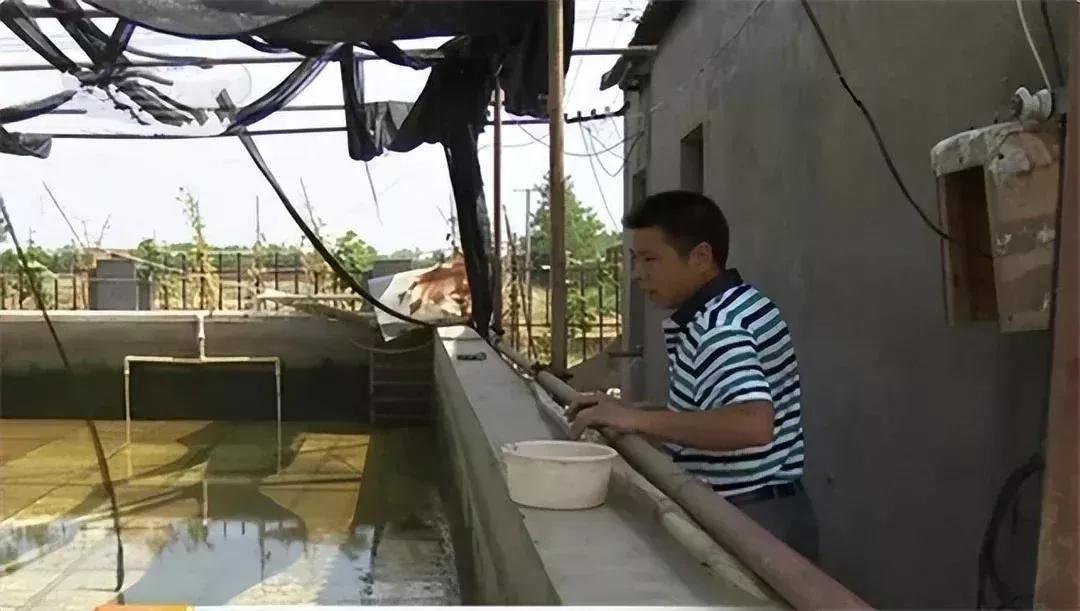 男子20万买一条半死不活的鱼,小伙花800元买一条蓝色大鱼
