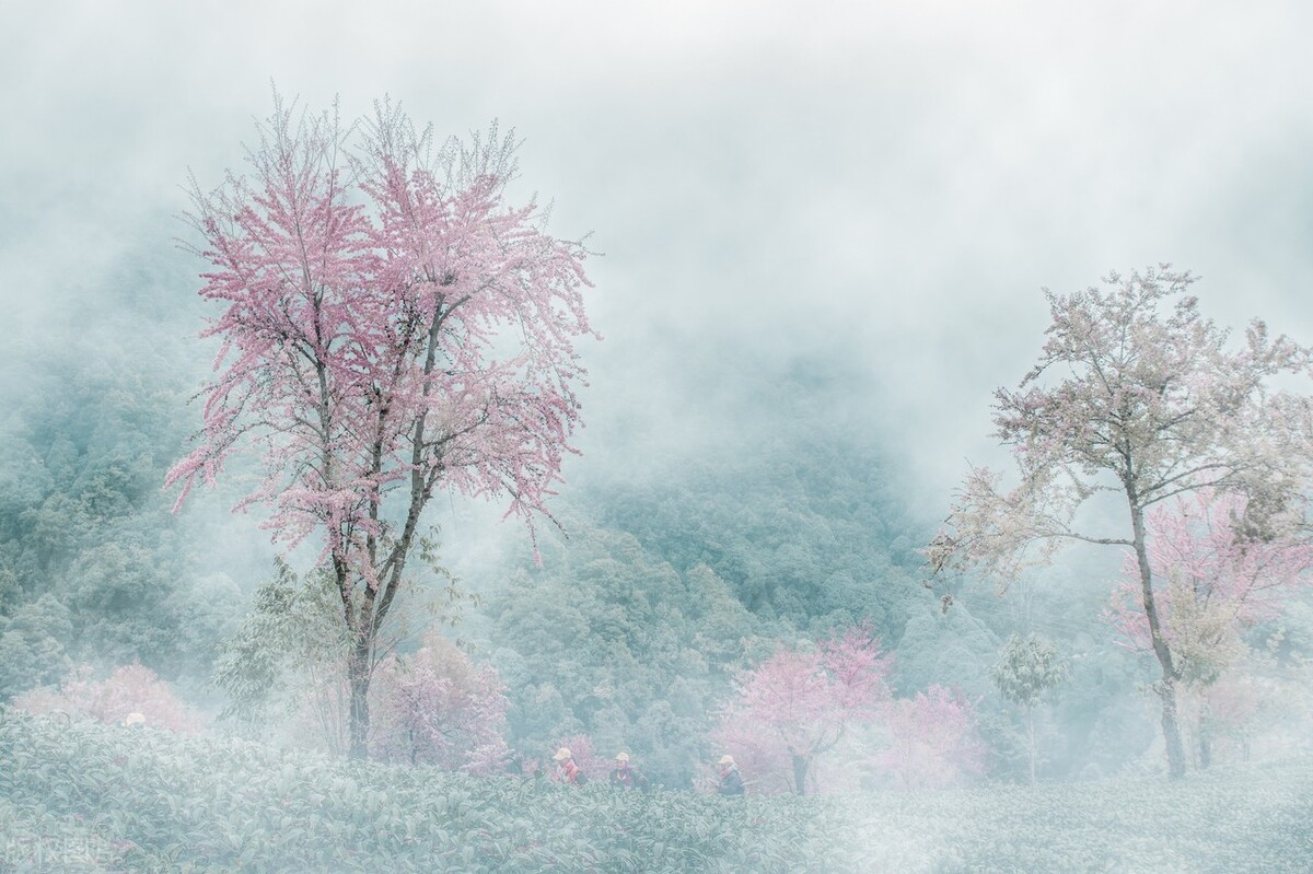 在太湖鼋头渚樱花谷等你,太湖鼋头渚樱花自驾游