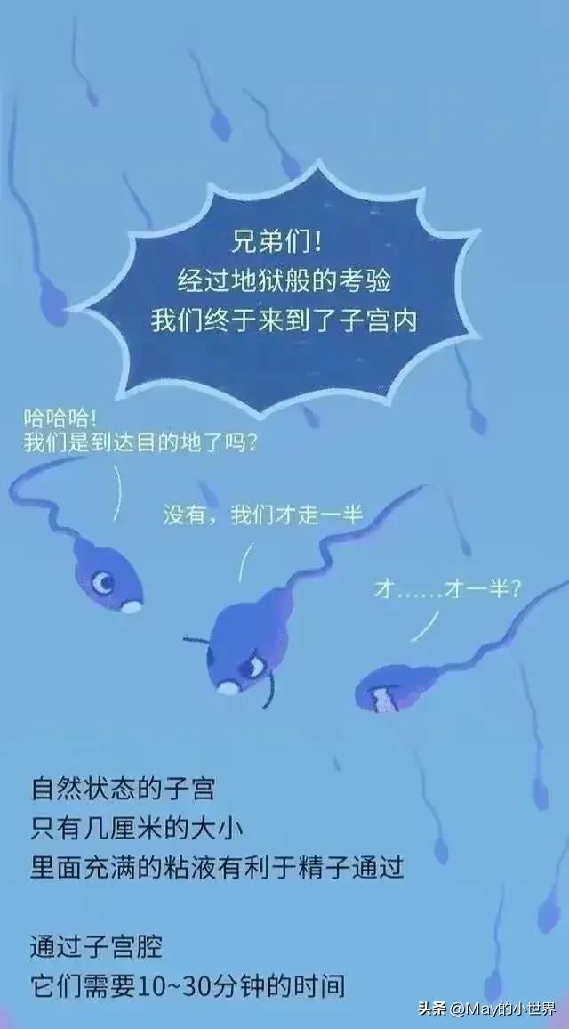 精子进入女性体内，会发生什么？