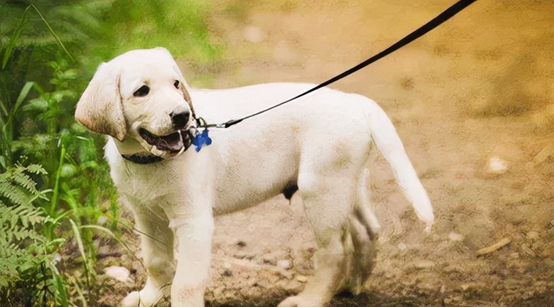遛狗时遇到不拴绳的狗怎么办,遛狗遛不动怎么办