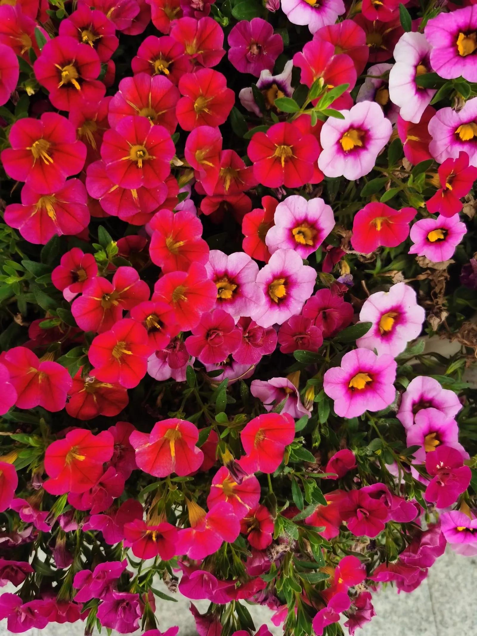 100种迷人的“数字花”,从零到一百万,真是太神奇了