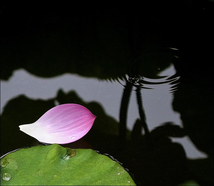 赏经典诵读品诗意人生作文,上善若水厚德载物简介