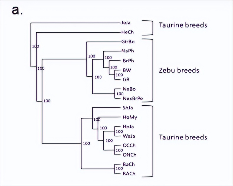 法国牛品种有哪些,全世界牛的种类和分布