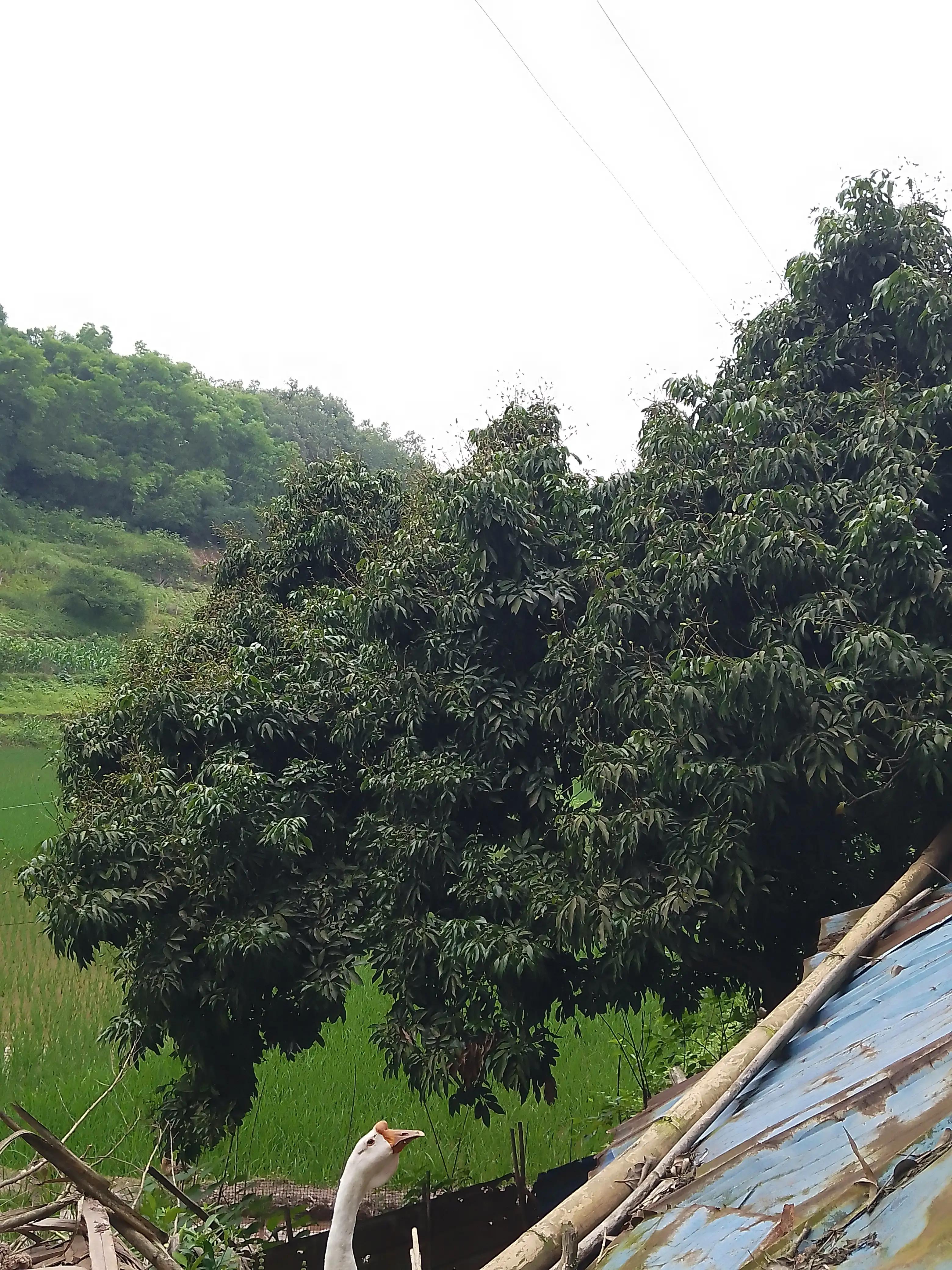 怎么样才能改变农村的面貌,乡村特色产业发展思路