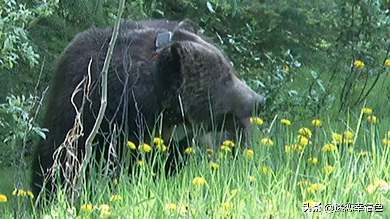 大黑熊伤人,黑熊是怎么伤人的