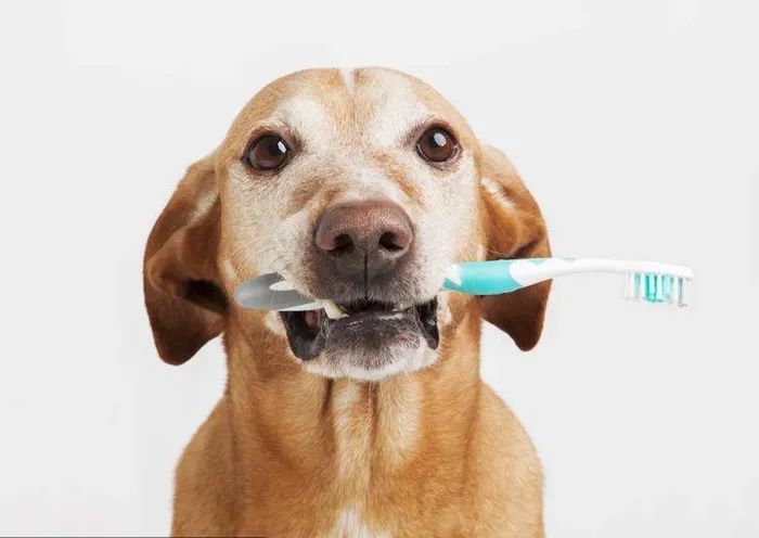 狗狗掉牙注意什么,狗狗掉牙怎么护理