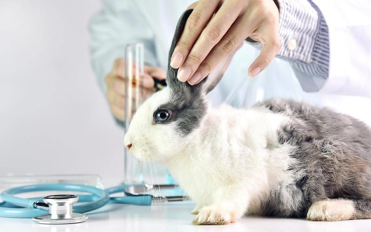 兔子长癣用什么药效果好,兔子长真菌癣怎么治疗