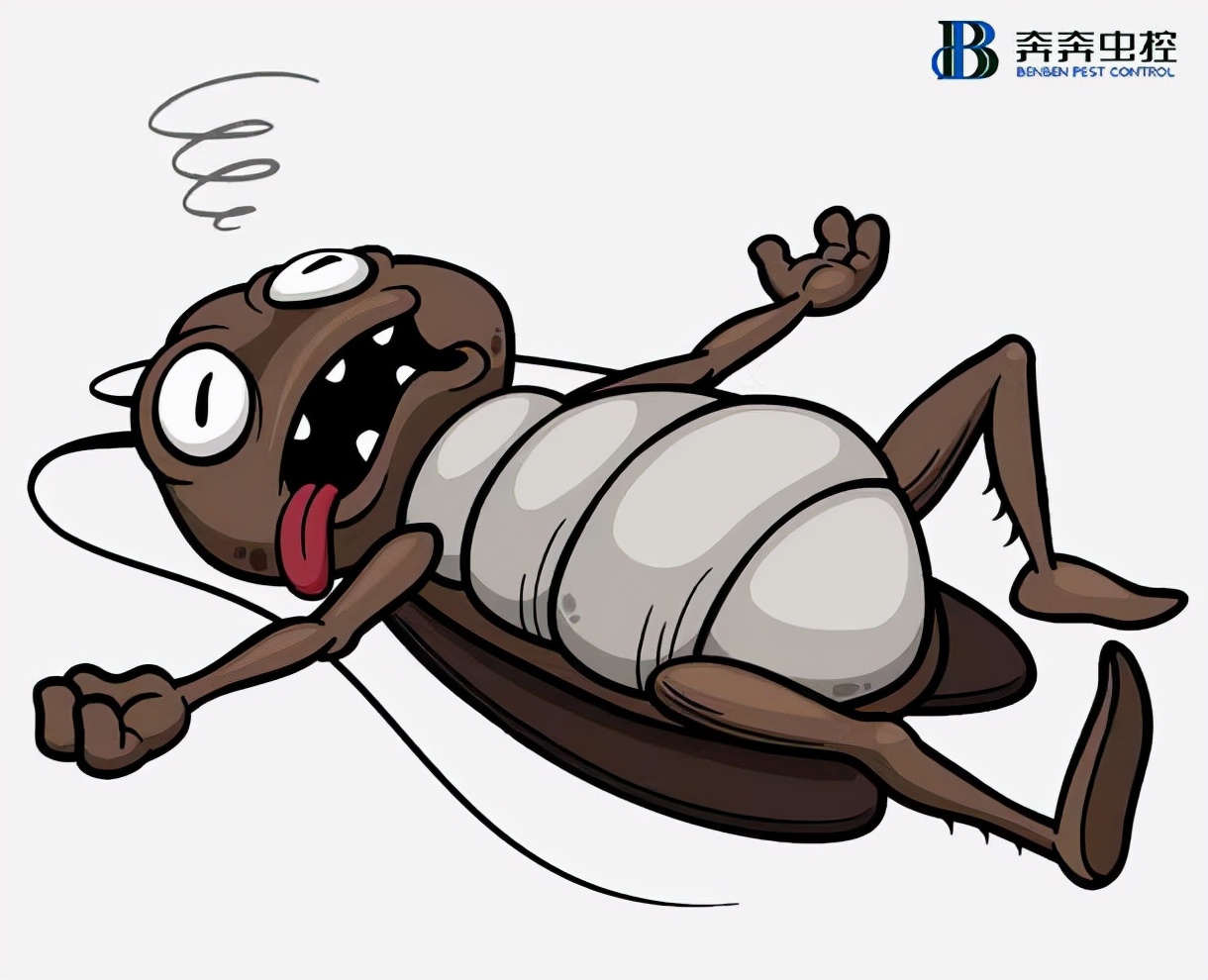 专业灭蟑团队哪家好,好口碑的杀蟑机构