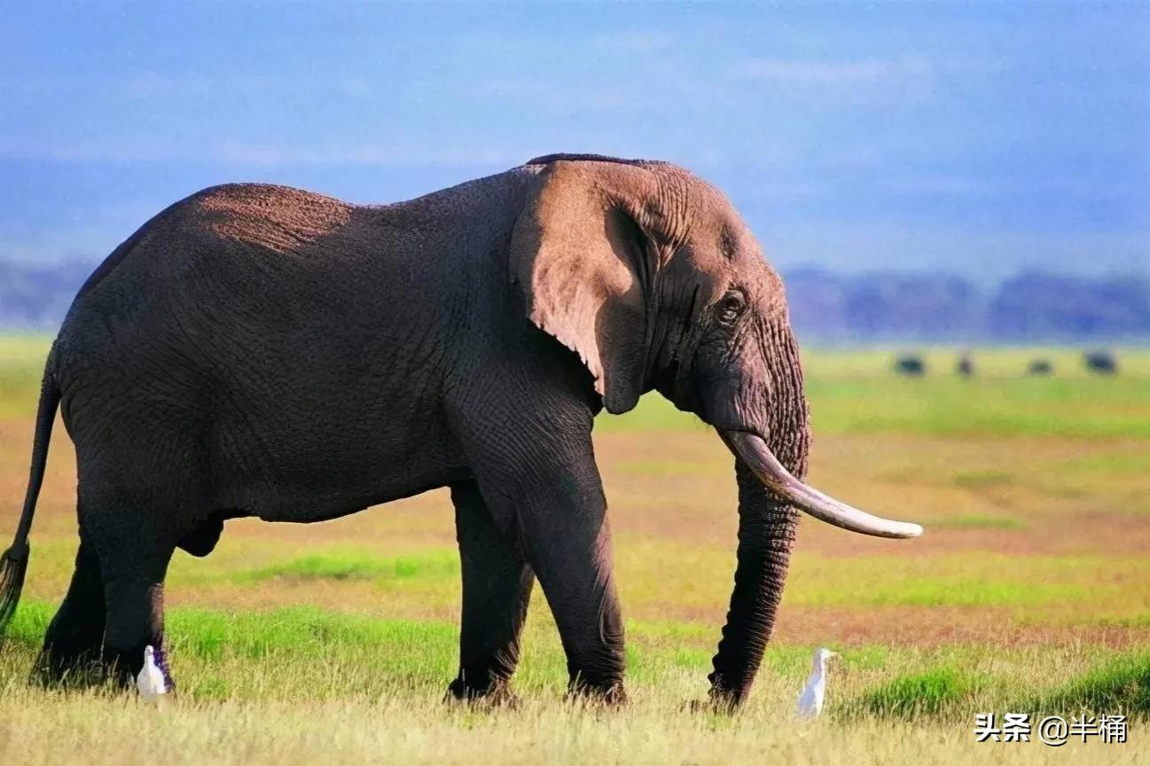 为什么不能招惹发情期的大象,大象发情期是什么样的