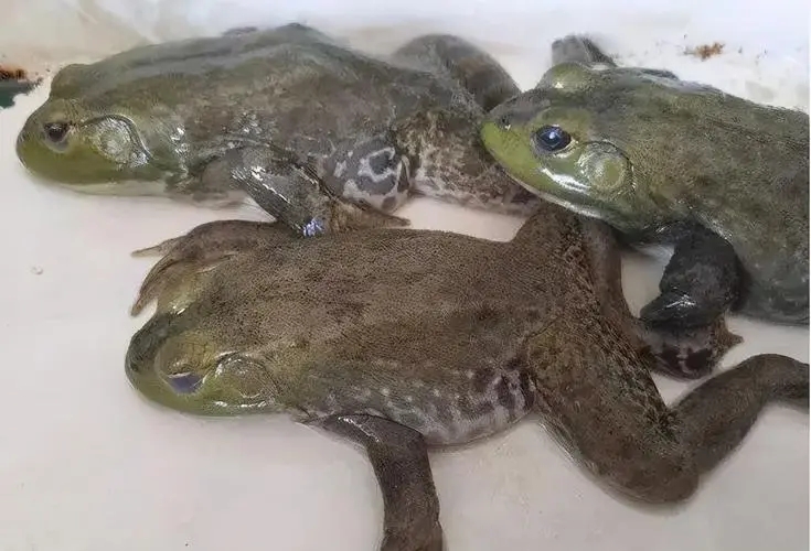 牛蛙红肚病怎么用药,牛蛙急性肠胃炎的表现症状有哪些