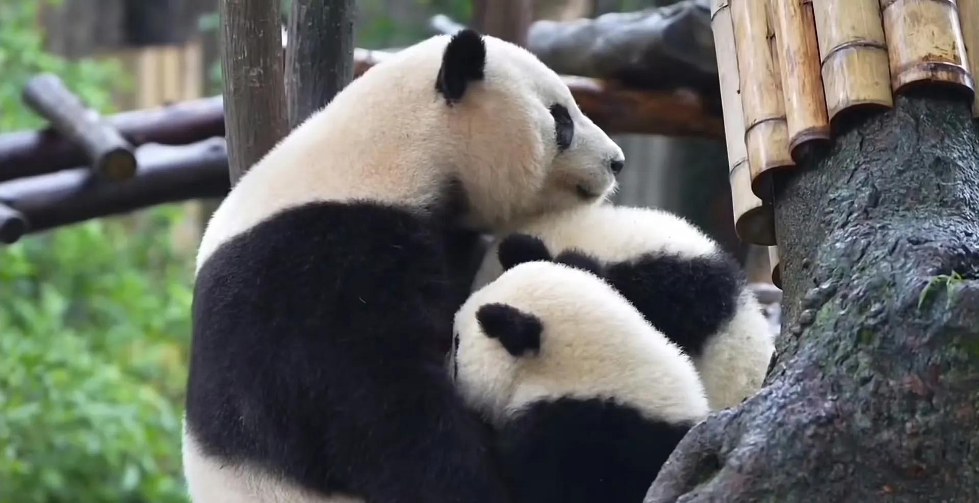 熊猫天团官宣成员,熊猫天团最新照片