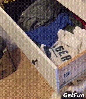 养了就想扔掉的狗,养的猫想扔了