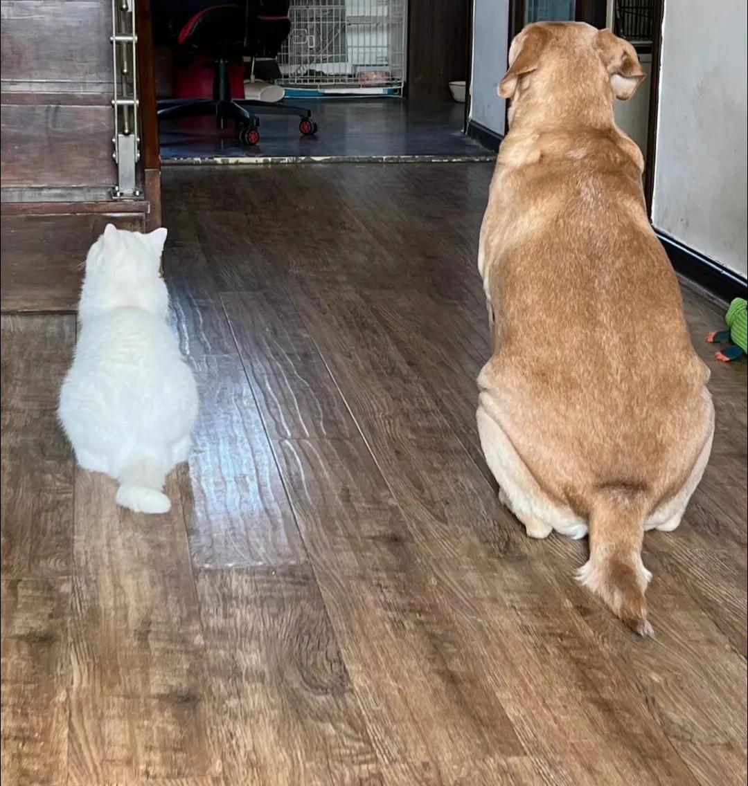 盘点六只已经死的网红狗,这些年有哪些网红狗不幸去世了