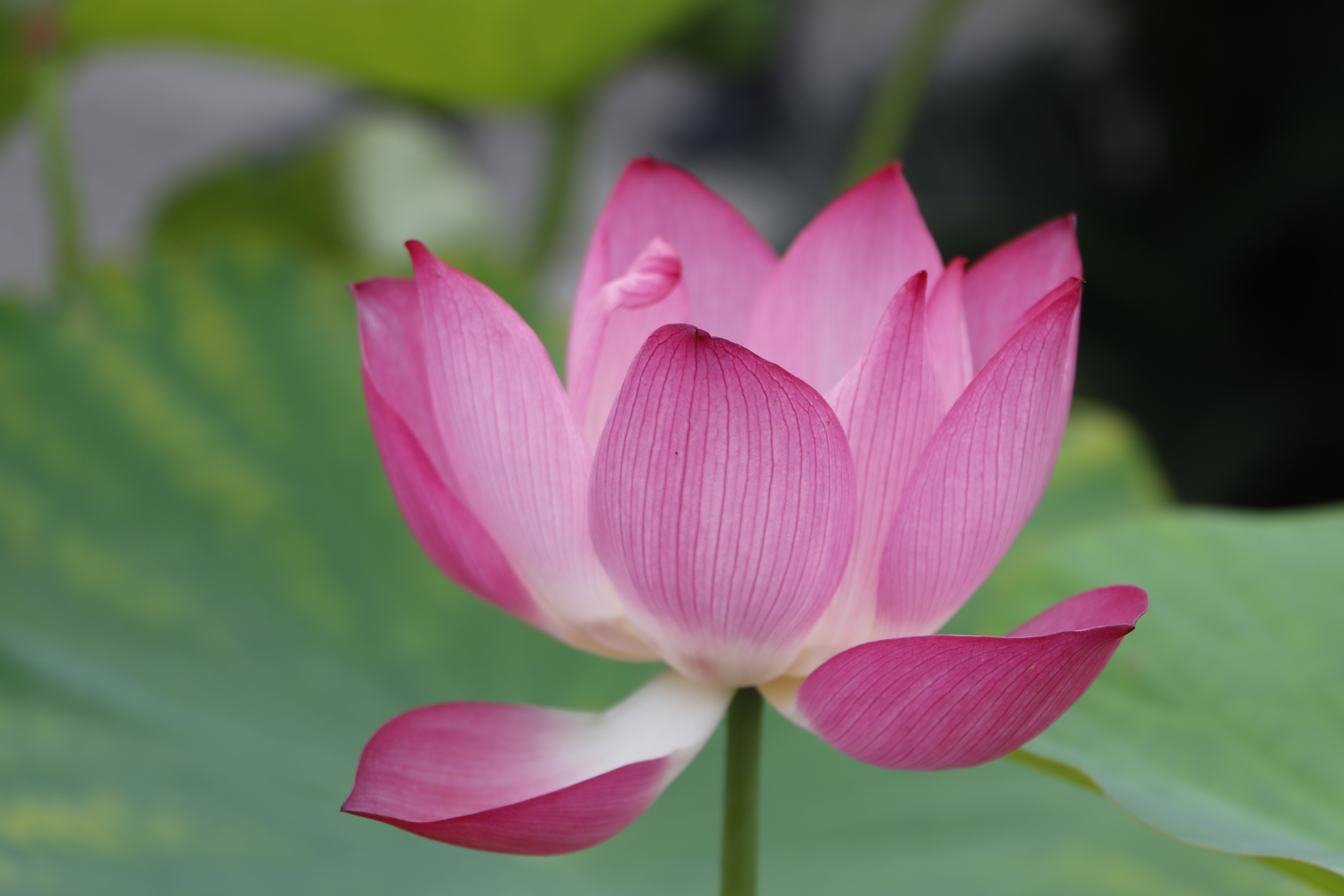 摄影小白需要买哪些装备,摄影小白买多少钱的相机