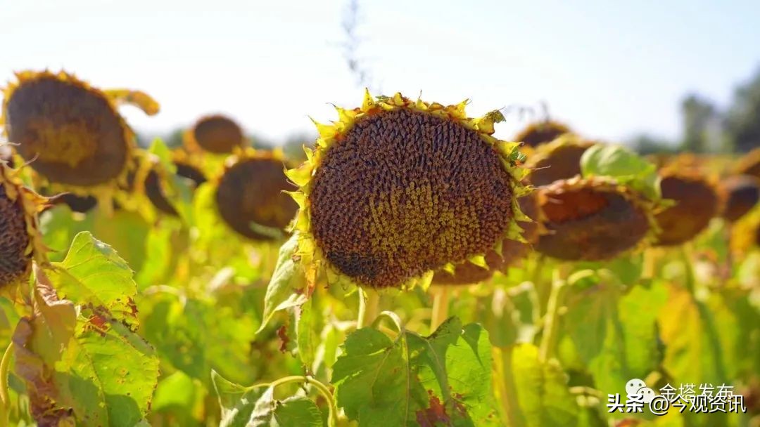“风”景变“丰”景！——金塔县：“花田”喜事多向日葵喜丰收