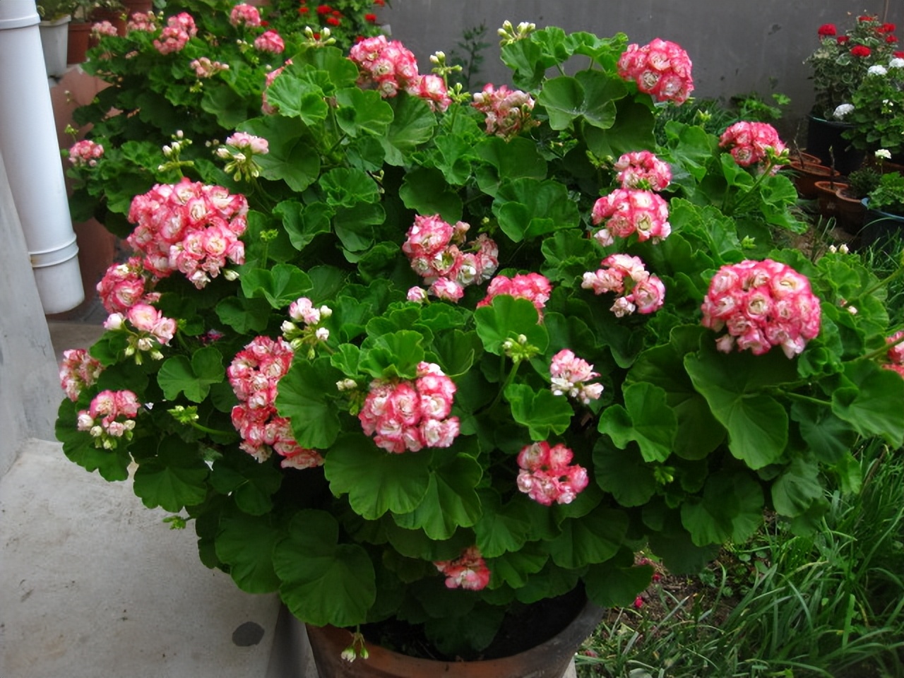 富贵花开什么花最好,花开富贵的花有几种