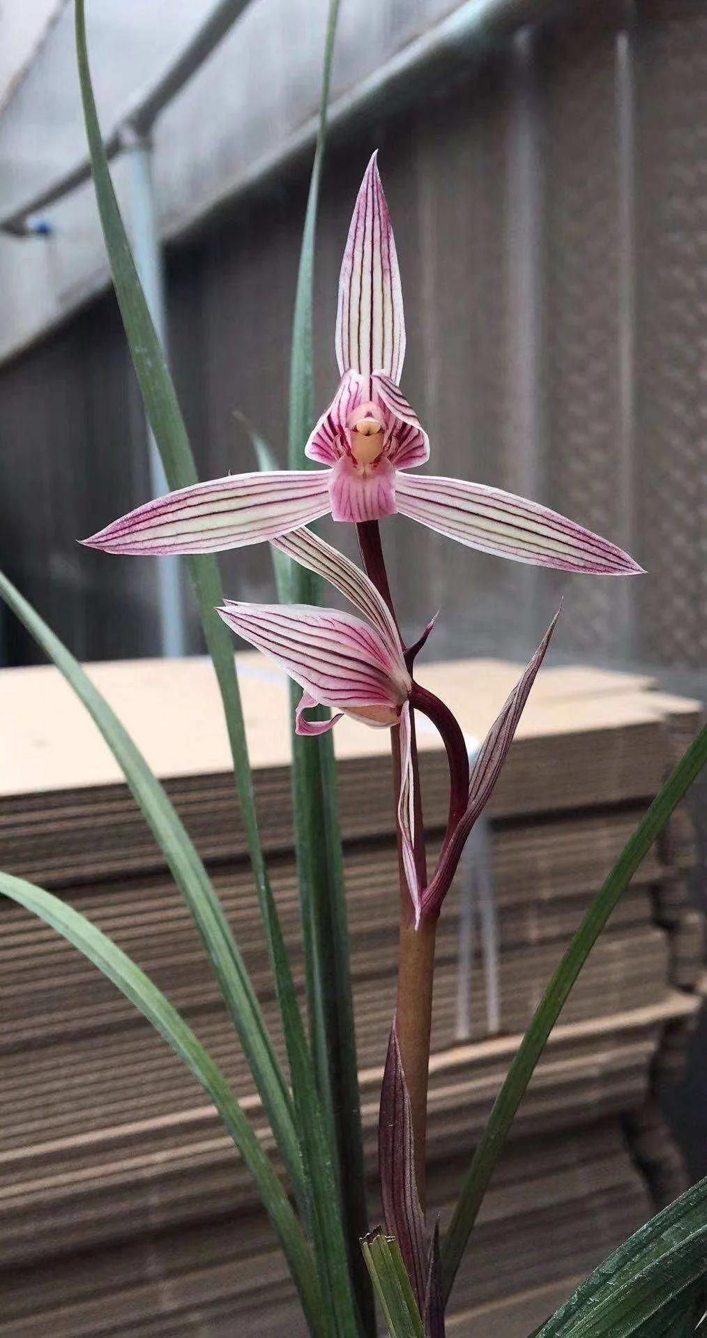 兰花品种大全四川,兰花品种鉴别方法