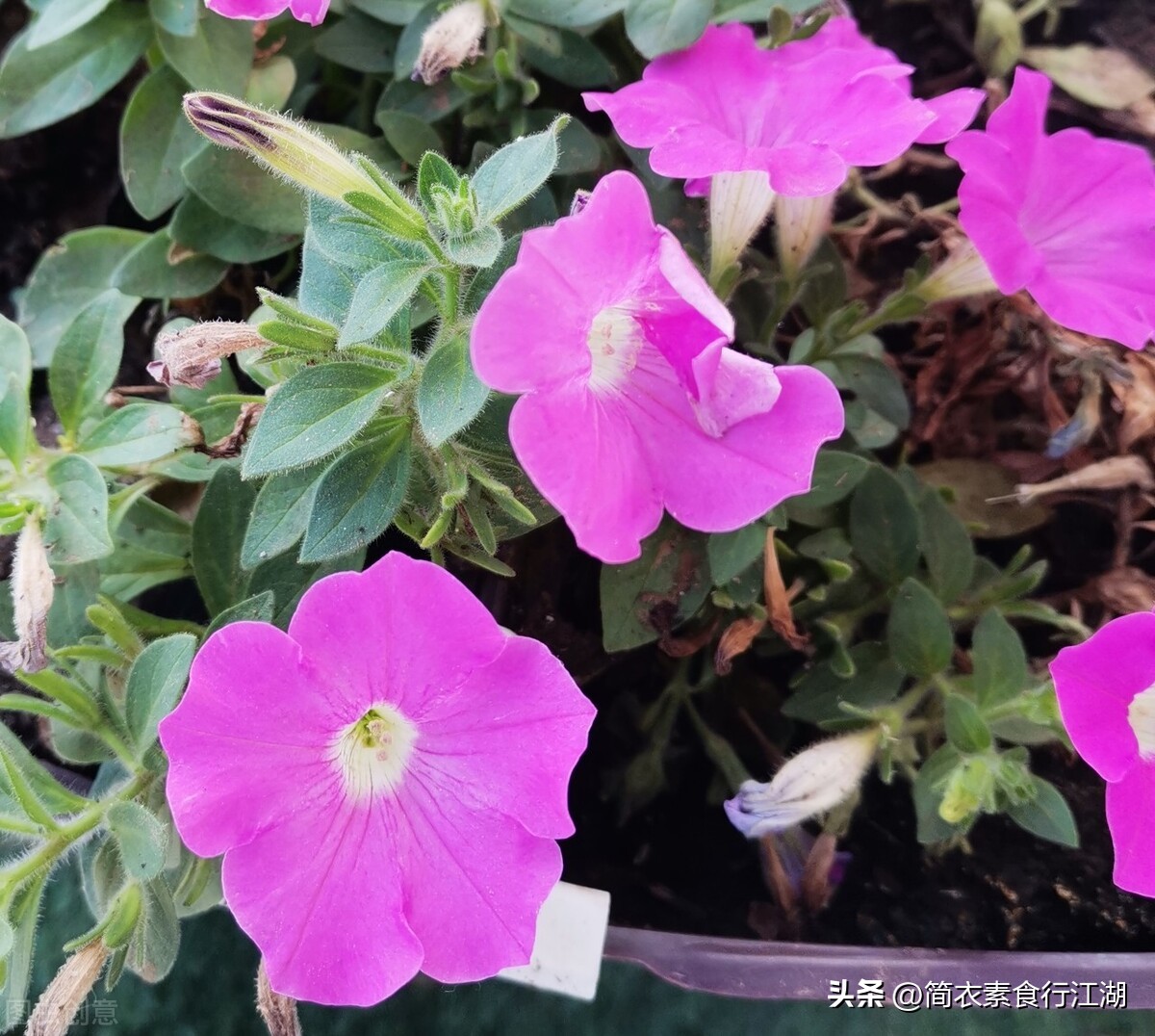 她做保姆这些年之豪门生活完整版,她做保姆这些年之豪门生活全集