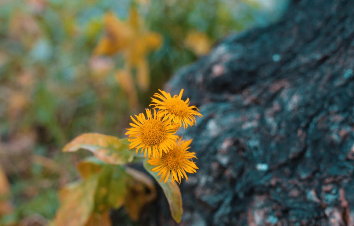 青山隐隐水迢迢秋尽江南草未凋,青山隐隐水迢迢杨再春书法欣赏