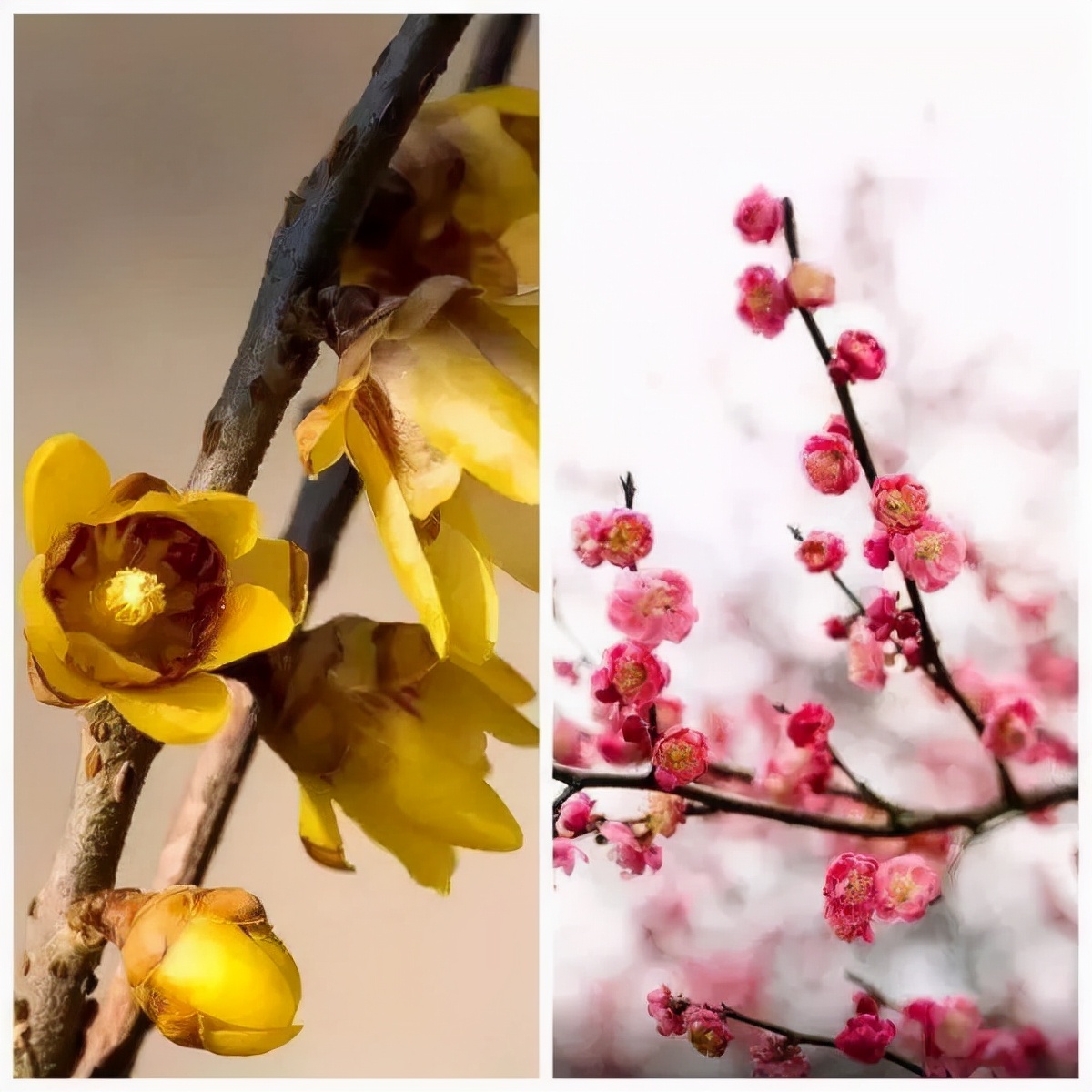 蜡梅和腊梅的区别,蜡梅与梅的区别是什么