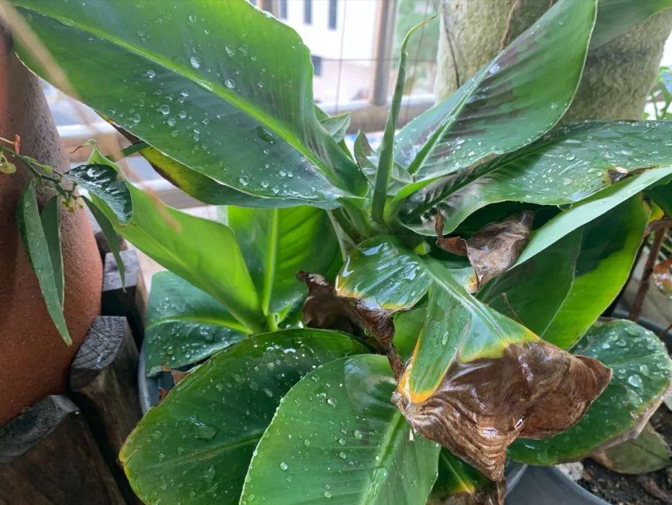 阳台适合种的果树蔬菜,阳台可以种植什么小果树