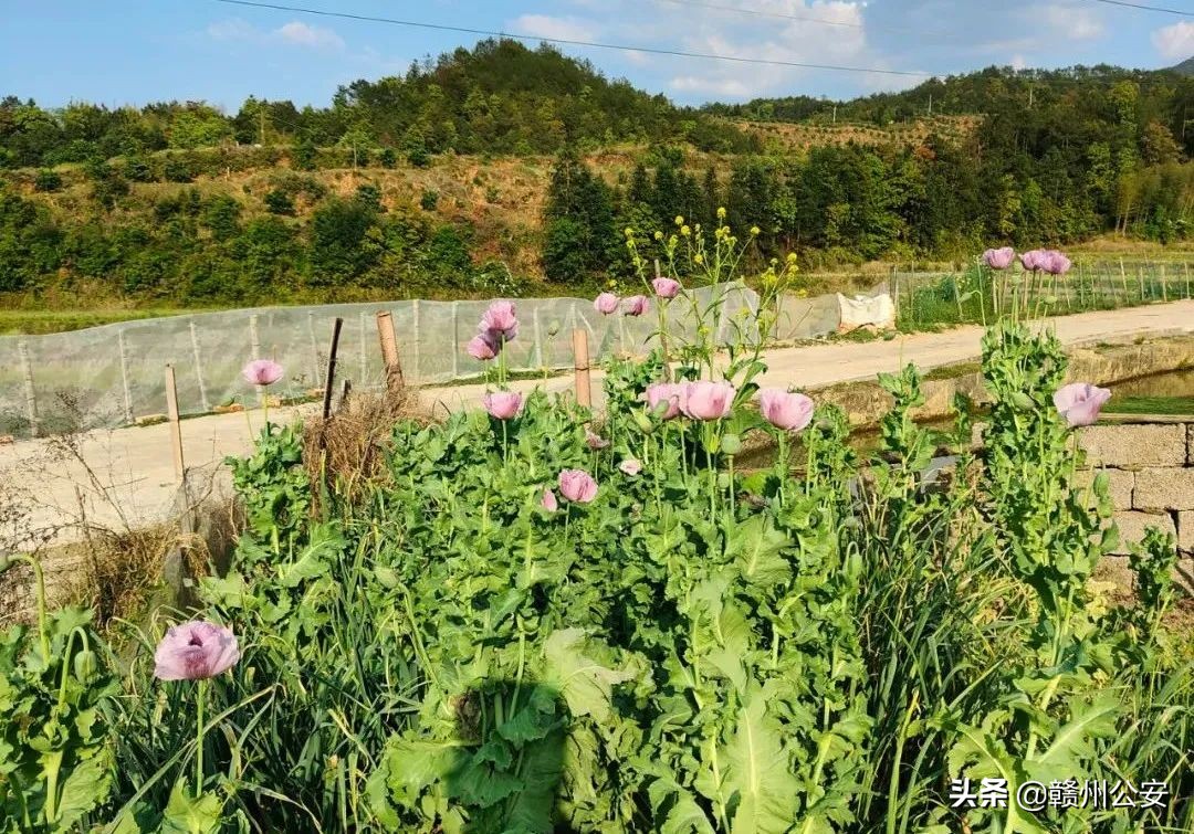 我市一人种花被罚!发现此花请立即报警!最高奖30万