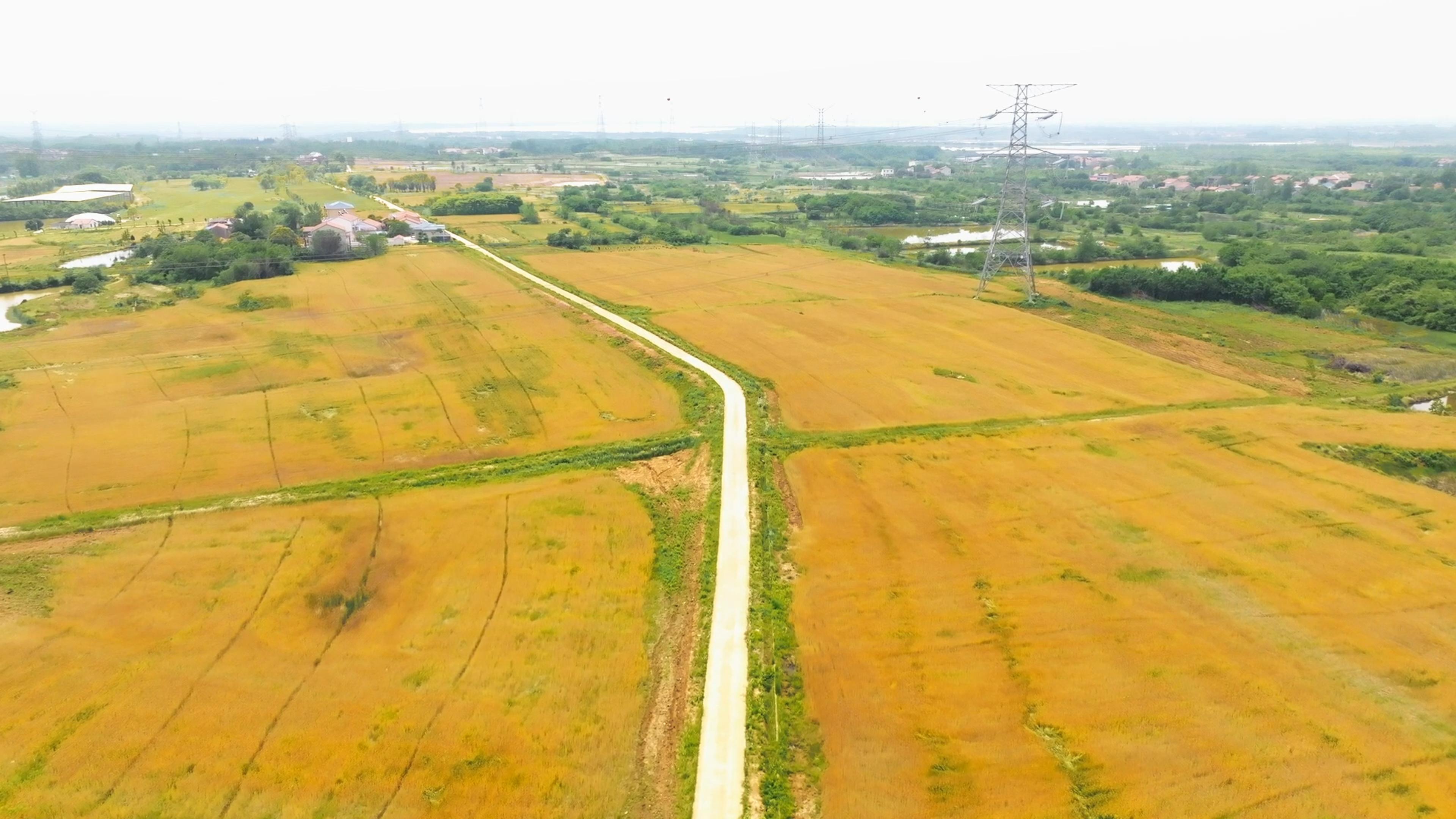 稻田综合种养新模式,稻田综合种养技术模式及效益分析