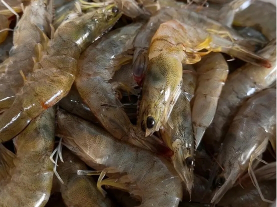 买大虾挑什么样的好,买大虾的4种方法