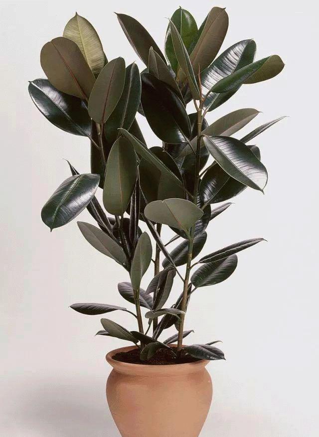 进阶为植物养殖高手必养的植物,20年种植经验告诉你多肉这样养