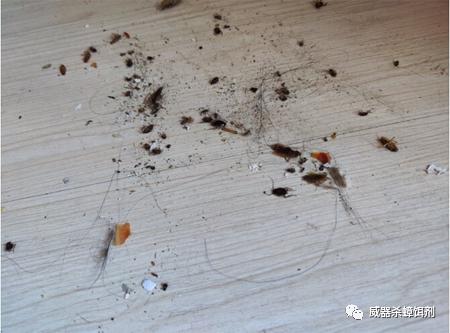 怎么挑选蟑螂最好,怎么样挑选优质的蟑螂饵剂