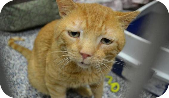 猫传染性腹膜炎后腿无力,传染性腹膜炎猫可以治疗吗