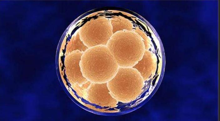 人类真的能杂交吗,人类动物能混血吗