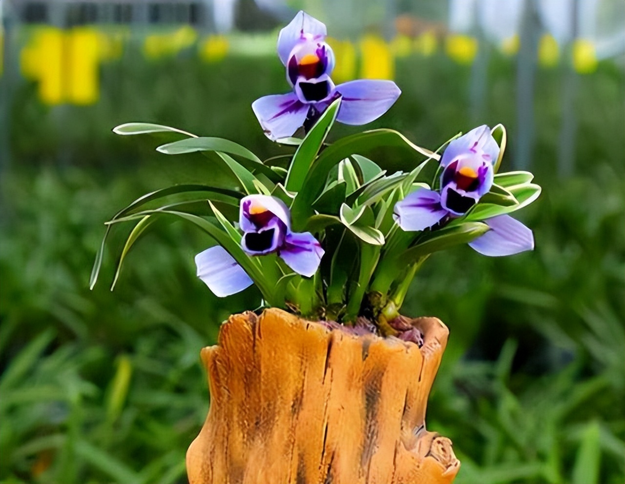 不起眼却很美丽的小花图片,不起眼但沁人心脾的花