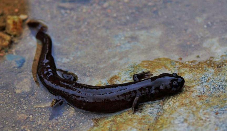 各种常见淡水鱼价格排名,常见淡水鱼大全钓友值得收藏