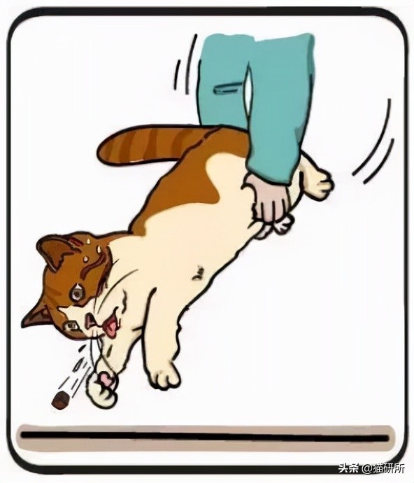 猫咪吃东西被噎住,猫咪吃东西卡住怎么救