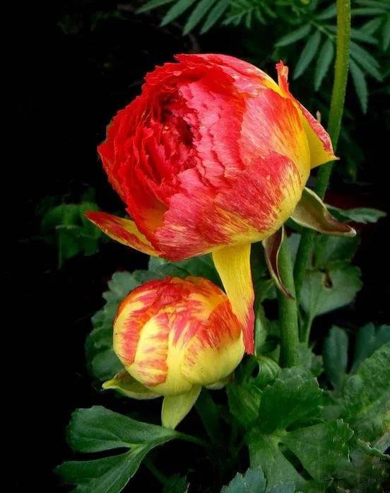 这才是最美的玫瑰花图片,最好看的紫色玫瑰花图片